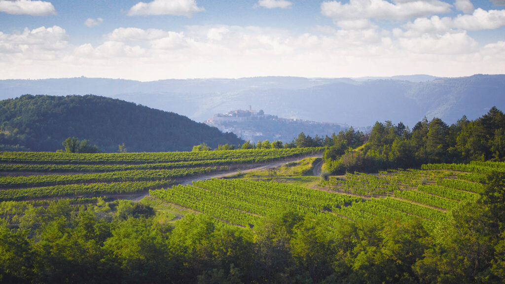 Vineyards in Istria (Credit: Visit Croatia)